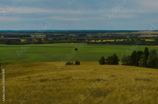 Fototapeta cows in the field
