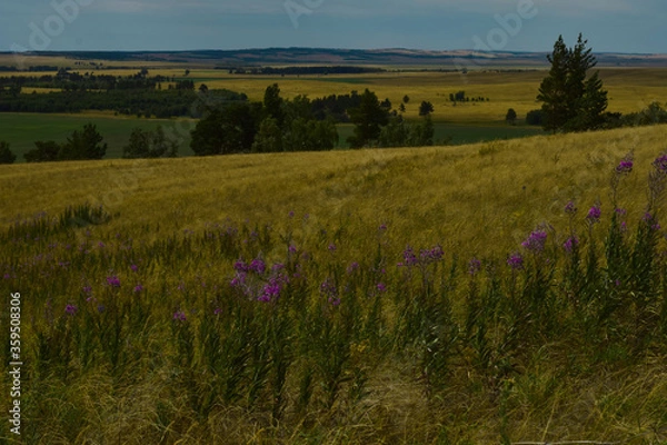 Fototapeta field of flowers
