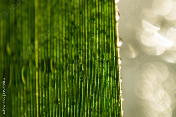 Obraz Green leaf structure close up.