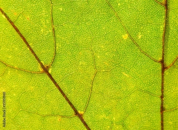 Fototapeta Blattstruktur