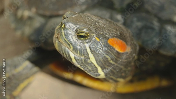Fototapeta Close up of the face of a red eared slider turtle. Focus is on the eye.  