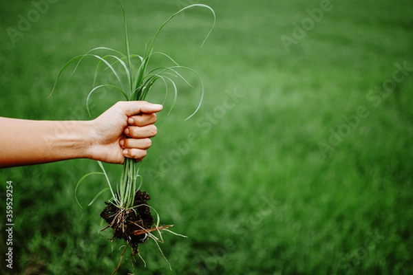 Fototapeta A hand holding a clump of fresh grass above a rice paddy. Farmer hands pulling grass with root and soil up from ground. Plucking weeds.