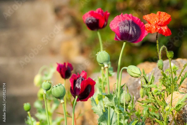 Fototapeta red poppies in the garden