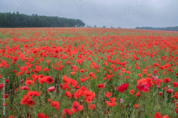 Obraz Czerwone makowe pole