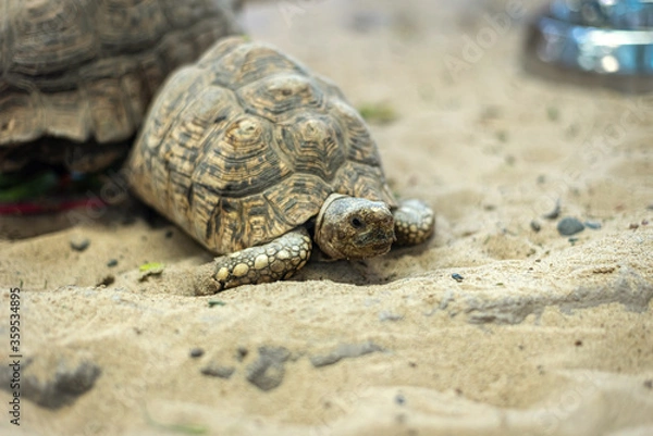 Fototapeta Close up turtle on the sand, selective focus.