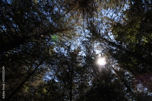 Obraz Silueta arboles