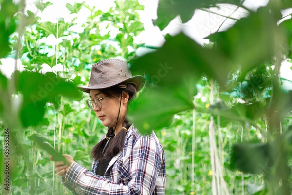 Fototapeta Smart farmer of the garden is looking at the garden and its produce.