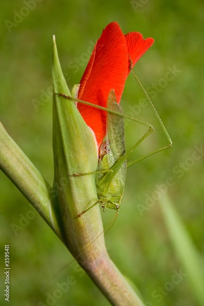 Obraz Grasshopper on a flower