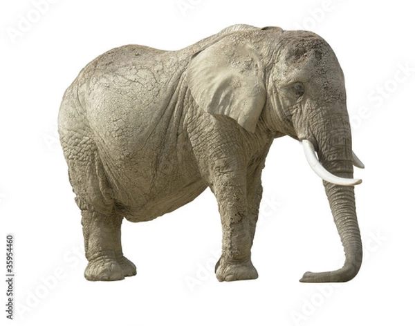 Fototapeta african elephant