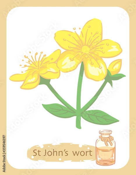 Fototapeta セントジョーンズワートとエッセンシャルオイルの瓶のイラスト素材