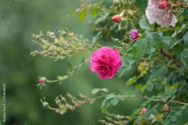 Fototapeta Rosa rose on blurred green background, in summer garden 