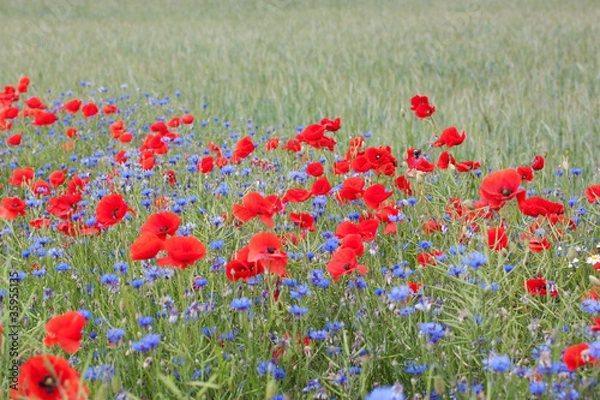 Obraz Landscape with poppies and cornflowers.