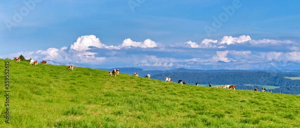 Obraz Panoramic view of the Swiss Alps with cows grazing in a field, Switzerland