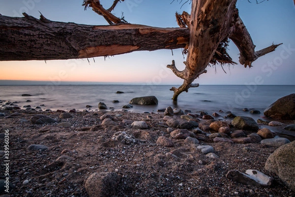 Fototapeta Beautiful sunset with a tree on a baltic sea