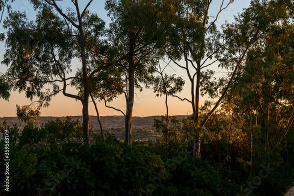 Obraz sunset in the forest