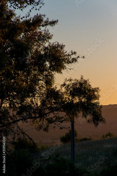 Obraz sunset and  trees