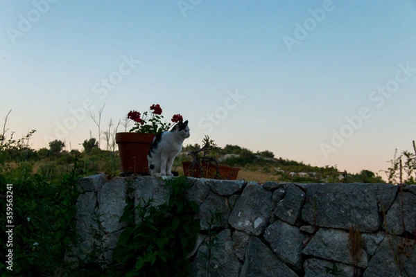 Obraz cat on the wall