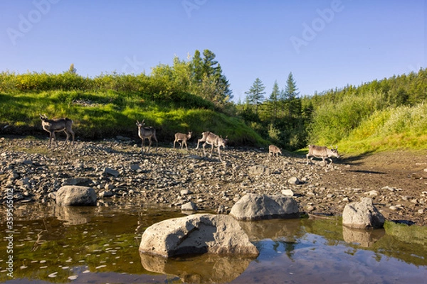Obraz deers on the river
