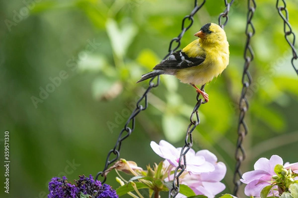 Obraz American Goldfinch 