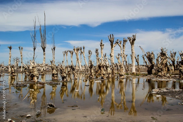 Obraz dead tree in the water