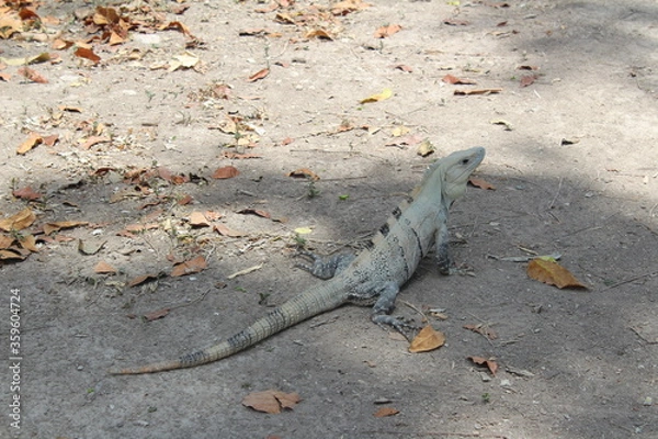 Obraz Iguana verde gris