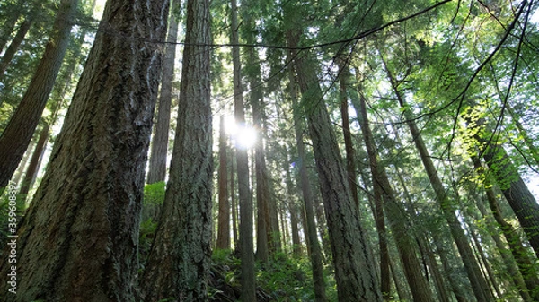 Fototapeta Green Pine Forest