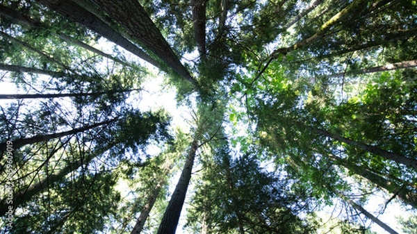 Fototapeta sky and trees