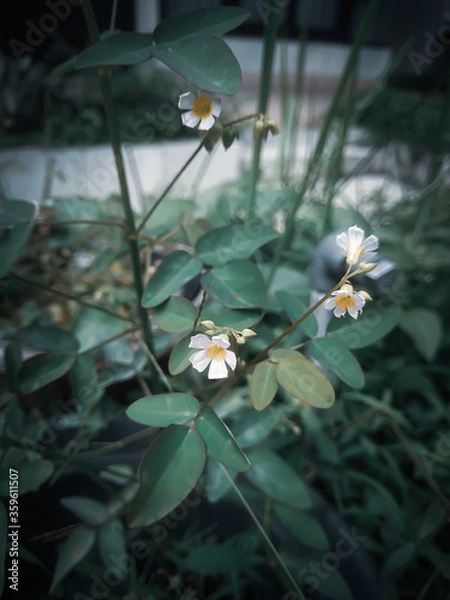 Fototapeta a small flower that grows between leaves