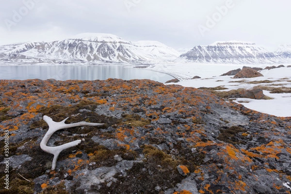 Fototapeta Landscape over a fjord on Spitsbergen. A rock covered by orange lichen in the foreground. A reindeer antler in the left corner.