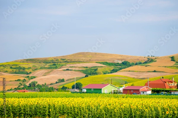 Fototapeta Sunflower field against background of multi-colored farm fields with colorful agricultural crops.  Farming in Turkey. Agricultural field in the suburbs of Istanbul, Silivri. Selective focus image.