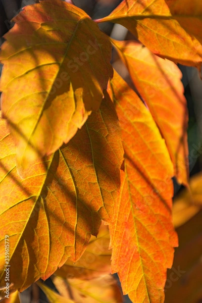 Obraz Orange autumn leaves on a tree close-up. Bright sunlight. Autumn natural vertical background. Beautiful autumn leaves in the sunlight with streaks. Closeup of the foliage of trees.