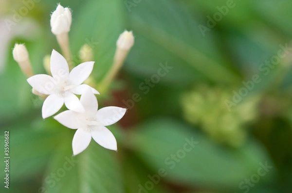 Obraz 並んだペンタス