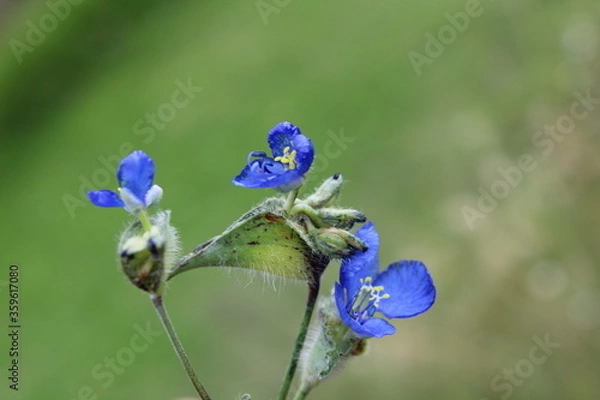 Obraz Flor azul mexicana