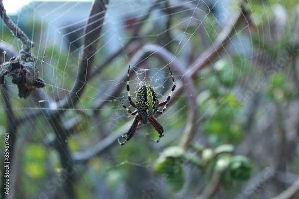 Obraz Araña mexicana