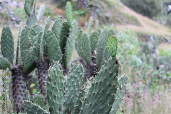 Obraz Nopales con espinas