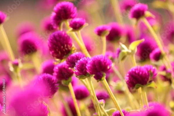 Fototapeta 紫の千日紅