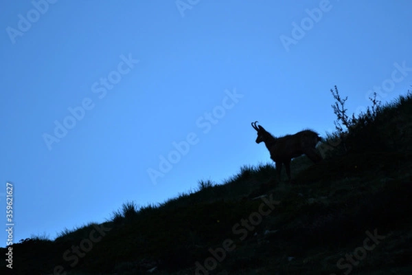 Obraz Chamois morning shadow