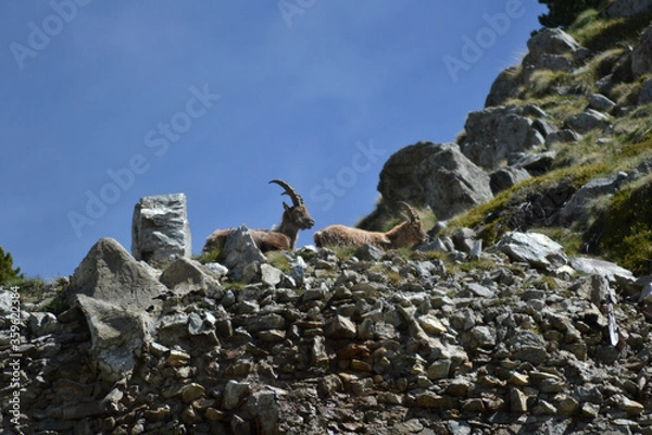 Obraz Ibex on the watch