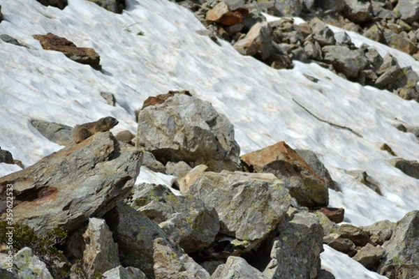 Obraz Marmot on the watch