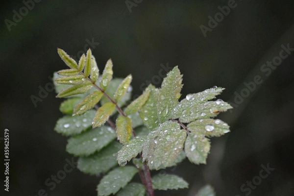 Fototapeta drops on leaf