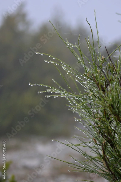 Obraz grass with drops