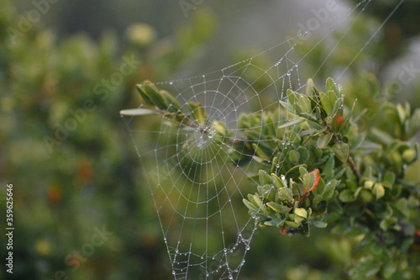 Obraz spider web with dew drops