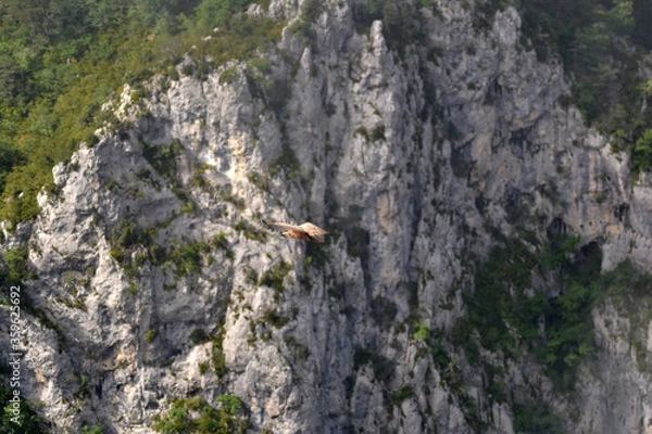 Obraz Vultures in the sky