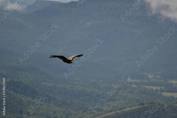 Obraz Vultures in the sky