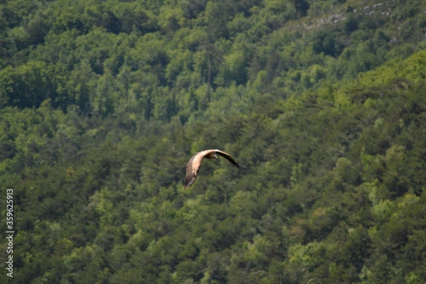 Obraz Vultures in the sky