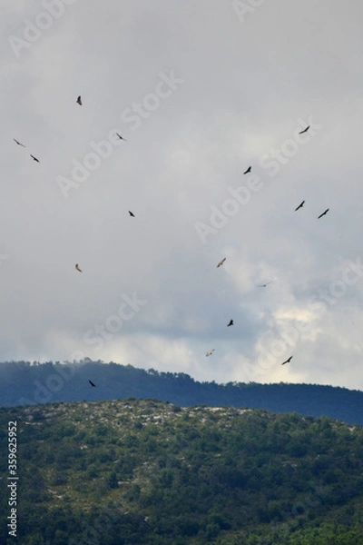 Obraz Vultures ascending