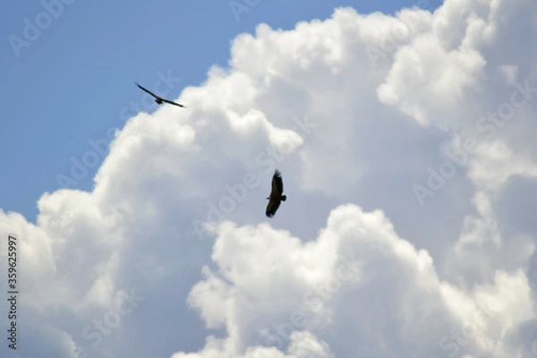 Obraz Vultures in the sky