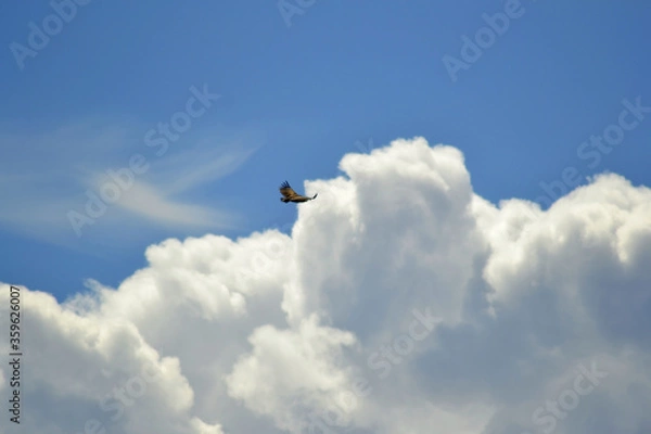 Obraz Vultures in the sky