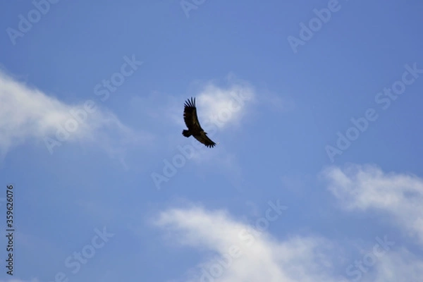 Obraz Vultures in the sky