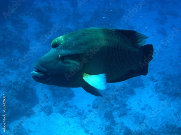 Fototapeta Napoleon fish. Fish - type bone fish Osteichthyes. Gubanovye - Labridae. Fish - Napoleon.